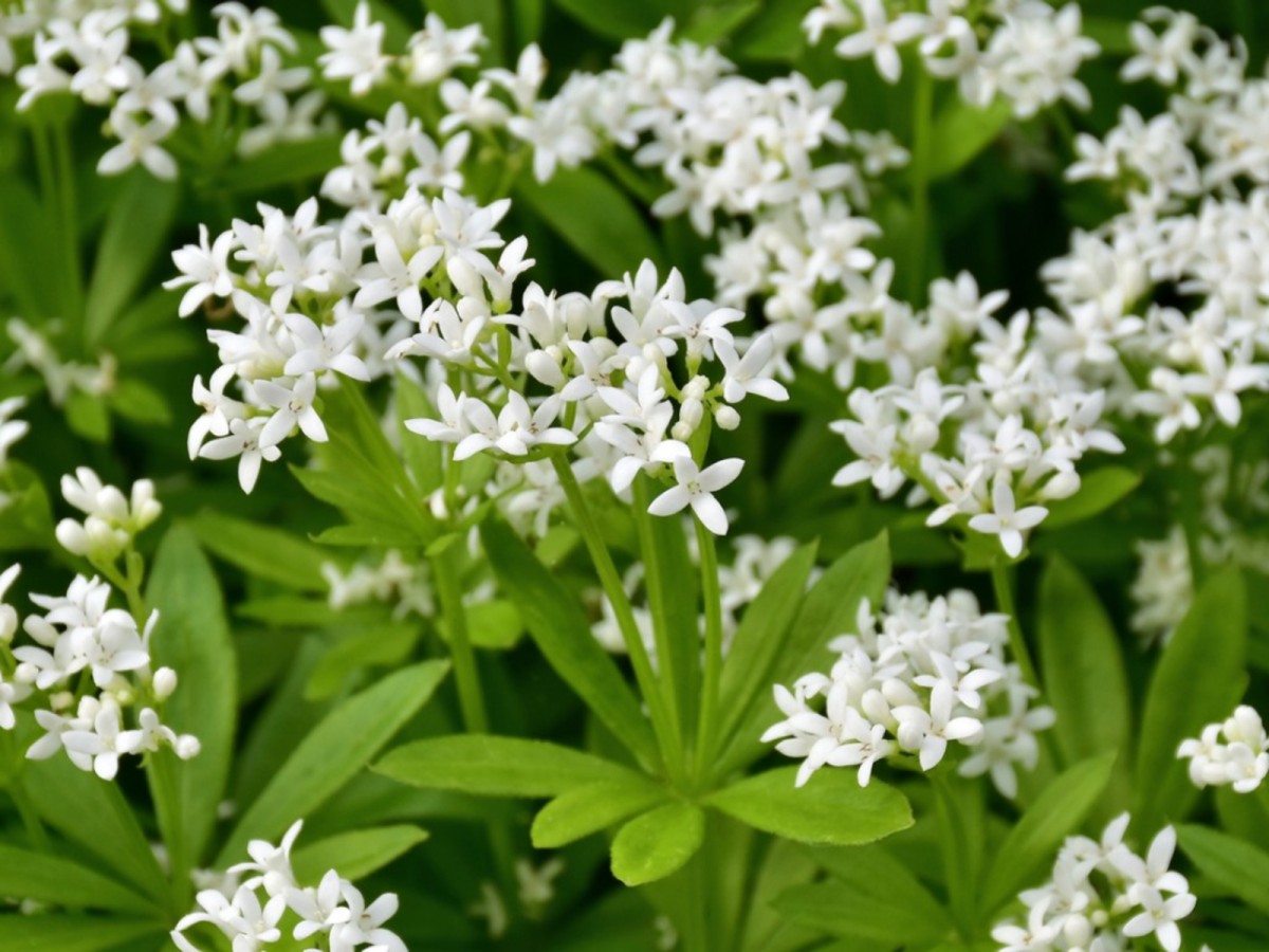 Close up of a Sweet woodruff plant.