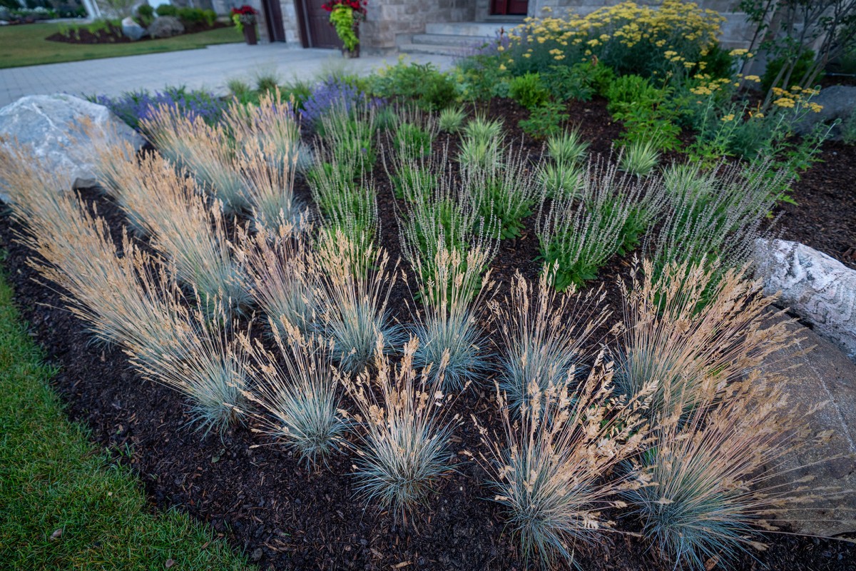 Close up of Feather grass plants.