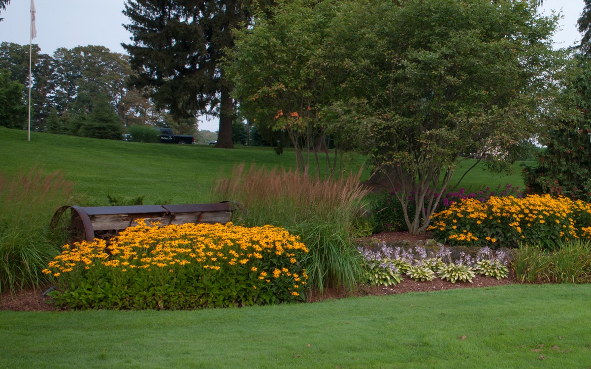 Rudbeckia plants in a backyard garden.